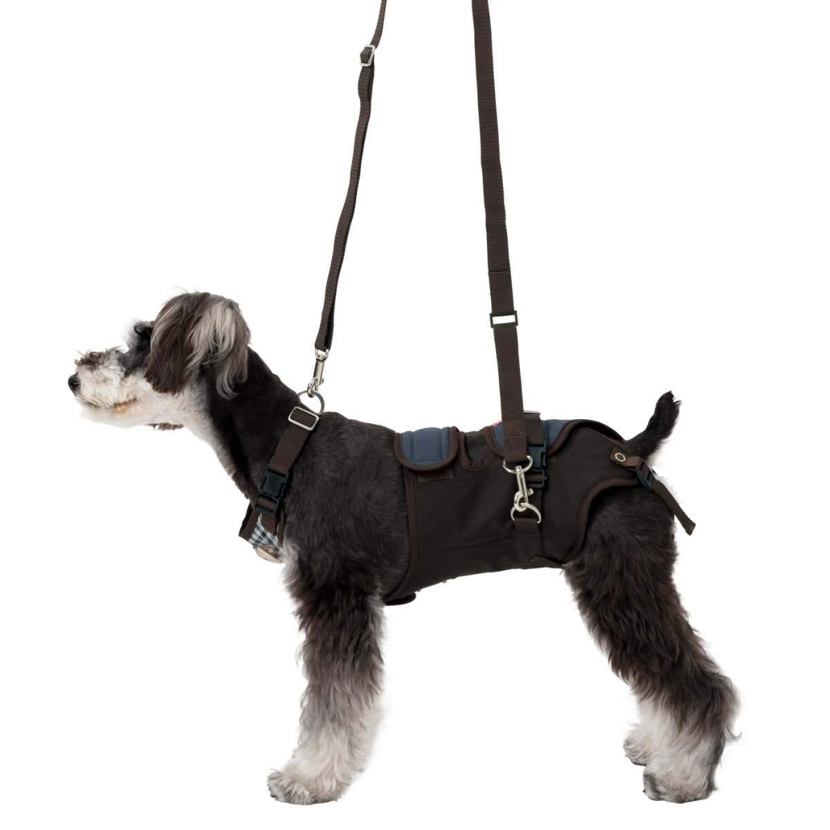 小型犬用 ロンドンミニチェック　2TB0028-45